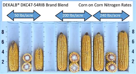 DEKALB® Brand Corn Product Response to Nitrogen in Iowa | Crop Science US