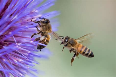 Bees Algorithm Applications 的图像结果