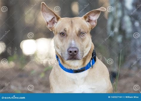 Doberman Pitbull Mix Puppies