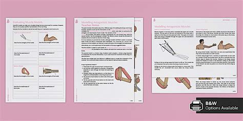 Modelling Antagonistic Muscles