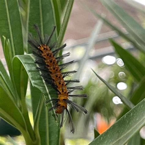 What Kills Oleander Caterpillars