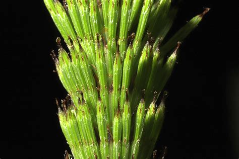 Equisetum telmateia, equiset, cua de cavall, Erica arborea, bruc,