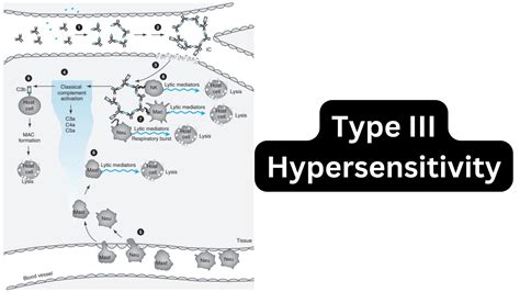 Antigen-Antibody Interaction Reaction - Definition, Types, Examples, Properties - Biology Notes ...