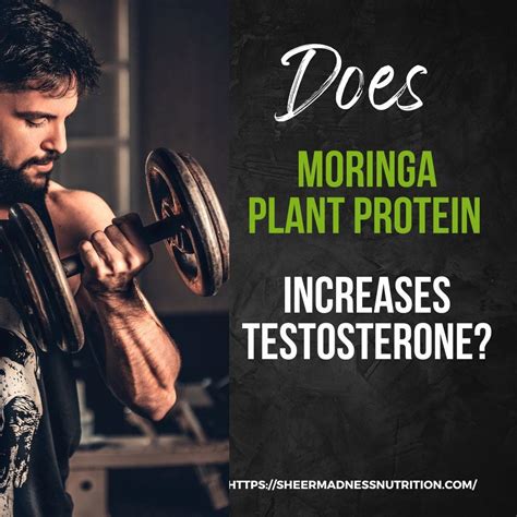 Does Moringa Plant Protein Increases Testosterone? | by SHEERMADNESS NUTRITION | Medium