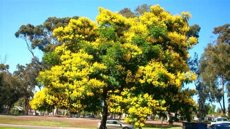 M-Tech Gardens Rare Yellow Flametree (Peltophorum pterocarpum ...