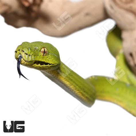 Image result for Adult Green Tree Python