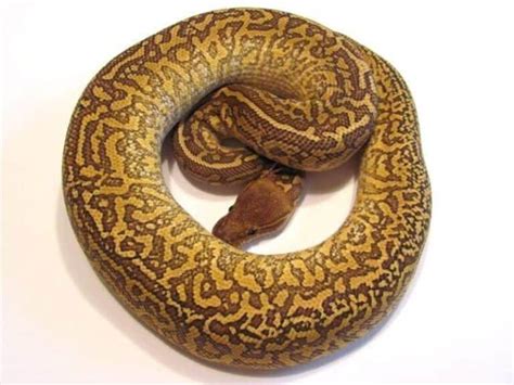 Image result for Rarest Python