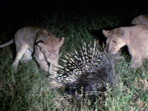 How To Porcupines Attack at Rachel Fairweather blog