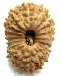 MAA Shakti GEMS Original Certified 20 Mukhi Rudraksha Nepali Beads Lord ...