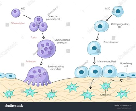Osteoblasts And Osteoclasts Diagram Unraveling The Intricacies Of