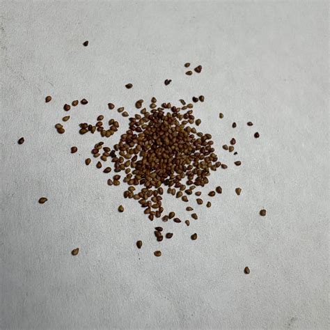 Strawberry Alpine Fragaria Seeds | Fruit Seeds