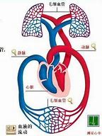 Image result for circulatory system 血液循环系统