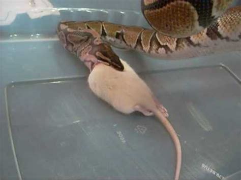 Image result for Green Python Eating Rat