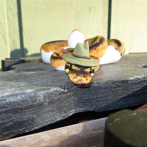 Snakes Wearing Hats Are Really Cute. | Scrolller