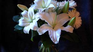 Lilies wallpapers hd, desktop backgrounds, images and pictures