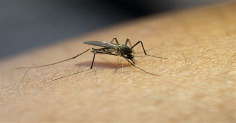 World Malaria Day 2023: 5 Effective home remedies to treat the disease