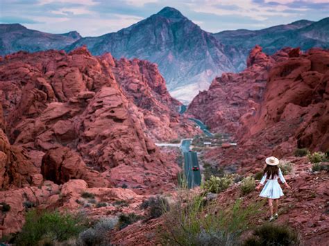 Valley Of Fire State Park - wildlife in valley of fire state park