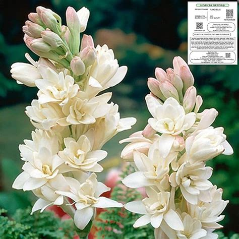 Udanta Seeds DL Tuberose Bulbs - Polianthes Rajnigandha Fragrance ...
