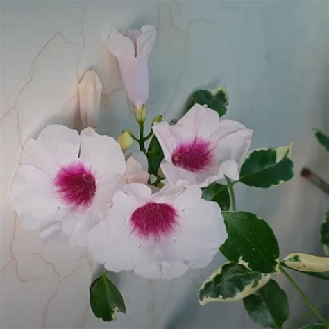 Tecoma Variegated Live Plant (Pandorea spp) – veliyathgardens