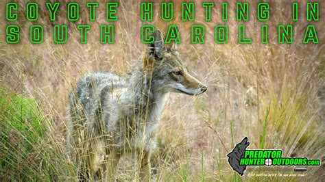 Coyote Hunting in South Carolina