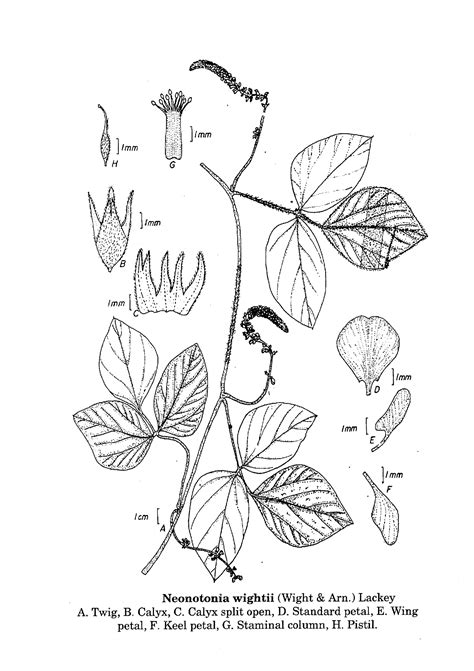 Herbarium JCB