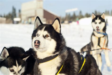 Snow Nose on Dogs Is Real - Whole Dog Journal