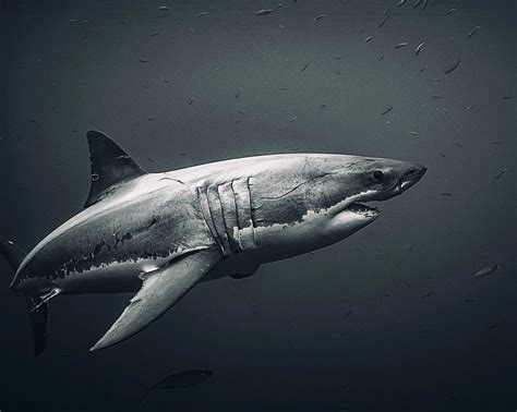 Black And White Shark