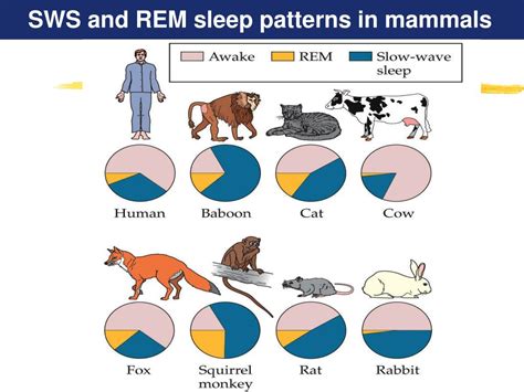 Sleep 的图像结果
