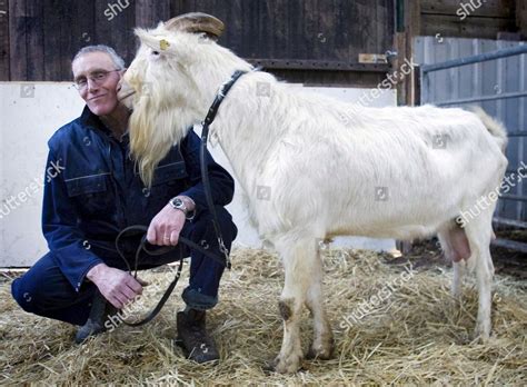 Goat Milk Farm Village Broek Hermaphrodite Editorial Stock Photo ...