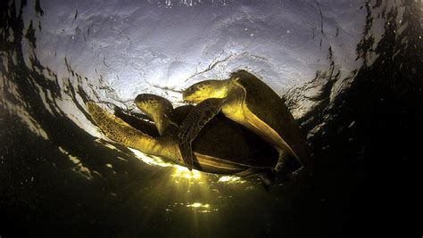 Olive Ridley turtles: Endangered lives