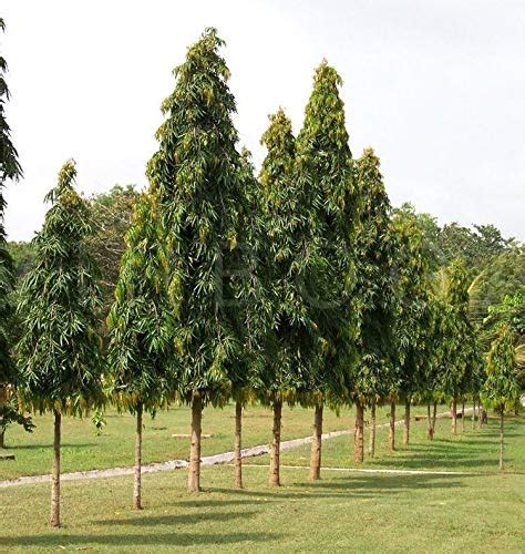 Royal Paradise Garden Polyalthia longifolia Ashok Tree Plant - Weeping ...