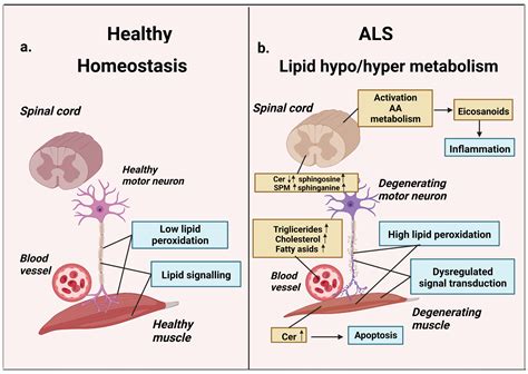 Involvement of Lipids in the Pathogenesis of Amyotrophic Lateral Sclerosis