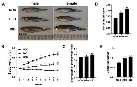 Effects of Nutritionally Induced Obesity on Metabolic Pathways of Zebrafish
