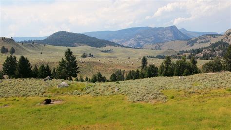 Native Seed: Supplying Restoration - Great Basin Seed