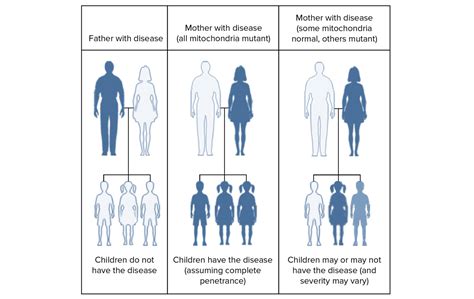 Mitochondrial gene mutations and human diseases - Mitochondrial Inheritance