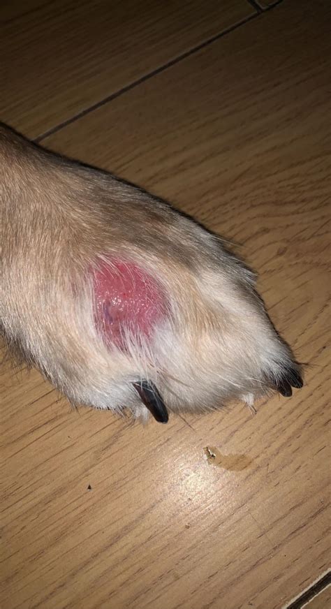 Why Does My Dog Keep Licking