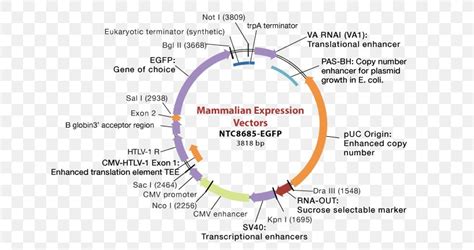 Plasmid Vector 的图像结果