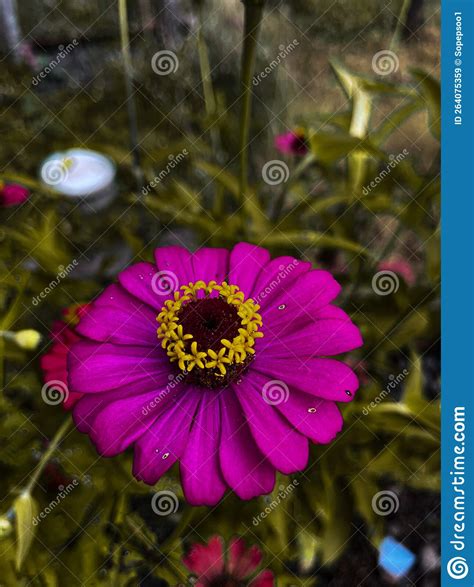 Zinnia is a Genus of Plants of the Tribe Heliantheae within the Family Asteraceae Stock Image ...