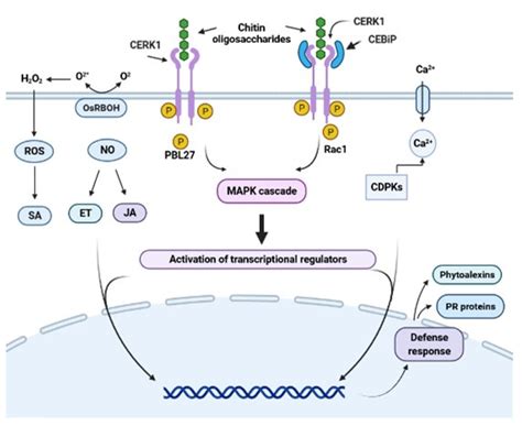 Toward Understanding the Molecular Recognition of Fungal Chitin and ...