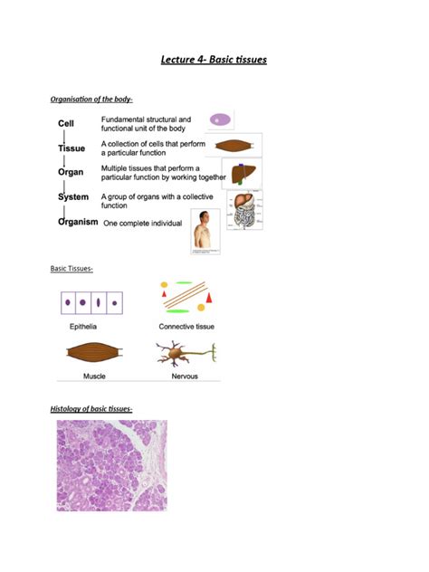 Basic Tissues 的图像结果