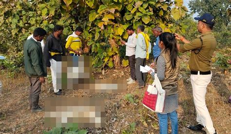 WATCH: Several Cattle Found Dead In Jabalpur Village; Tiger Spotted ...