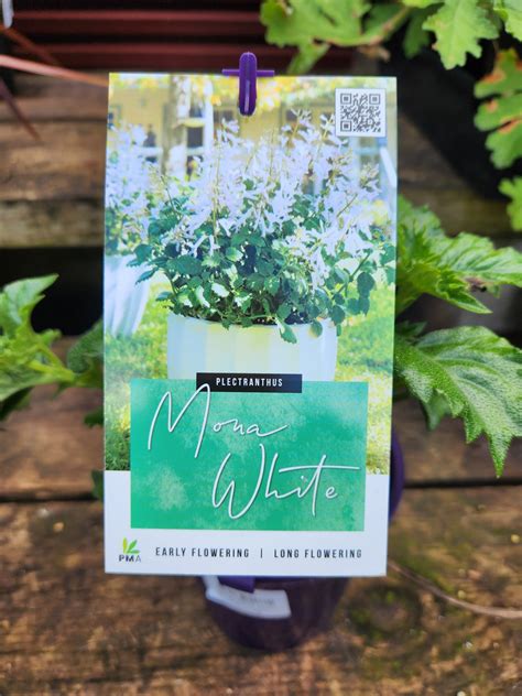 Plectranthus 'Mona Lavender' White 8" Pot - Hello Hello Plants