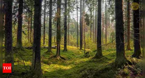 Fun Challenge: Find the Hidden Frog in This Forest Optical Illusion ...