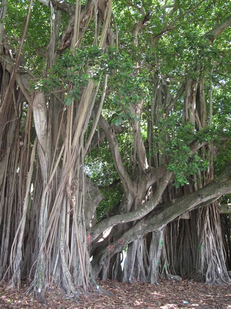 The Parks Department: Merrie Christmas Park