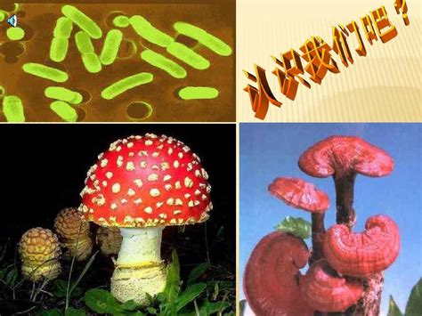 第5章 病毒 第一节 细菌和真菌在自然界中的作用2 教学课件 (新人教版八年级上)_word文档在线阅读与下载_无忧文档