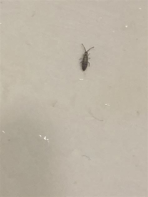 Small Silver Bugs In Bathroom Bathroom Bugs Identification 15 Bugs