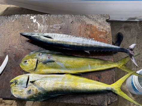 Mexican Fishing Regulations You Need To Know – Todos Santos Sport Fishing