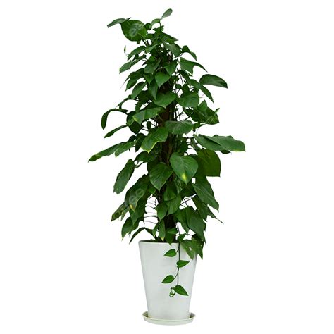 Large Indoor Green Plants Potted Plants, Plant Clipart, Potted Plants ...