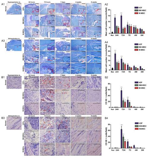 Immunomodulation of Pluripotent Stem Cell-Derived Mesenchymal Stem ...