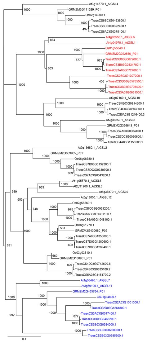 The Cell Wall-Related Gene Families of Wheat (Triticum aestivum)